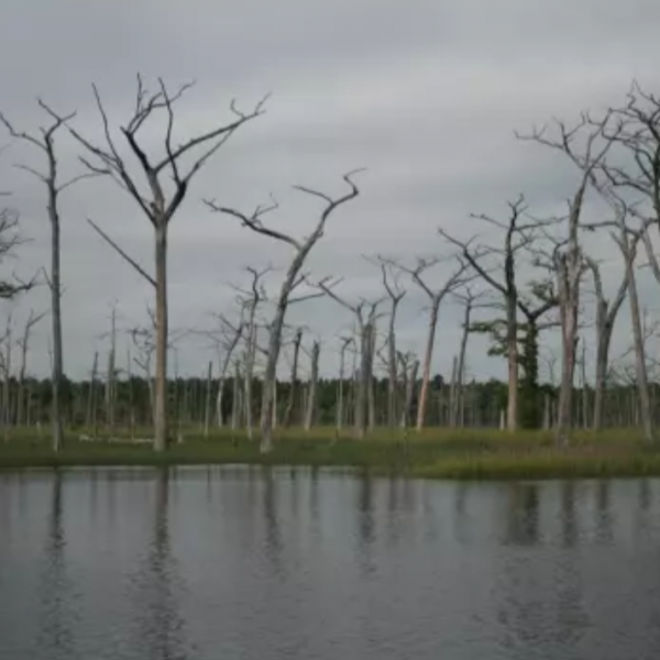 dead trees in water