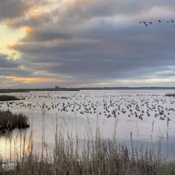 geese landing on a pond