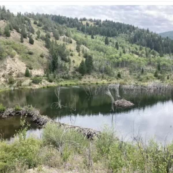 Beaver dam in a stream through Fifer Gulch in western Montana