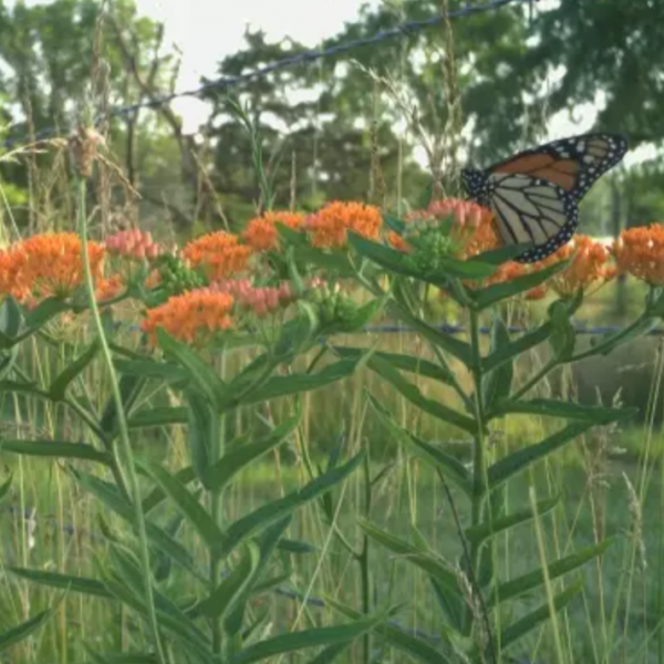 butterfly in a field of milkweed