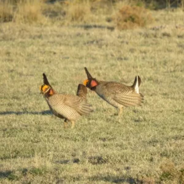 prairie chickens in field