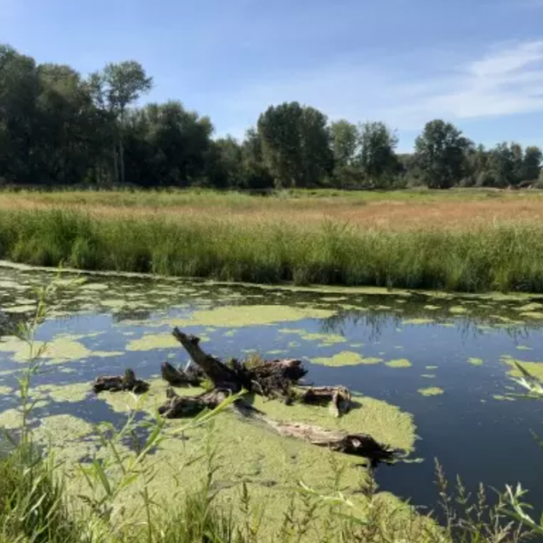 wetland waterfowl habitat