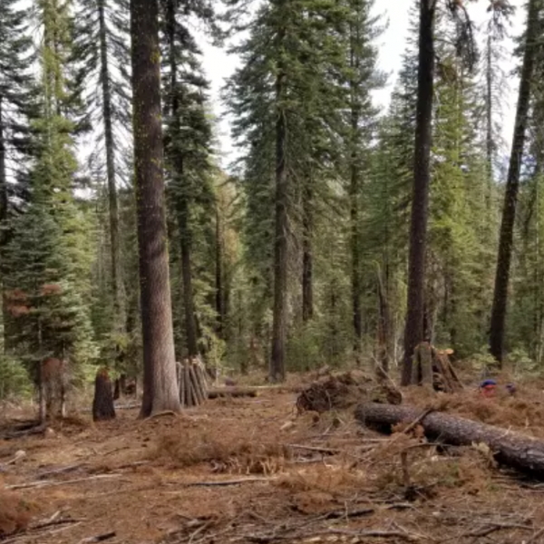 forest with some cut trees