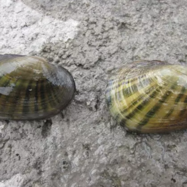 2 mussels on a rock