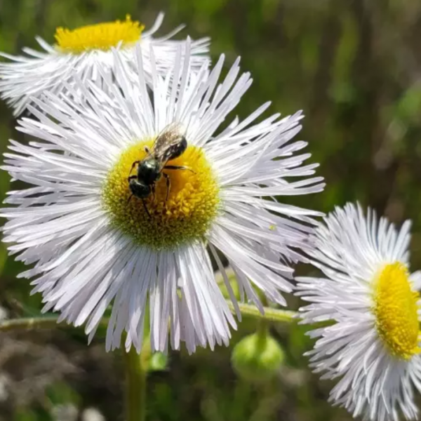bee on a flower