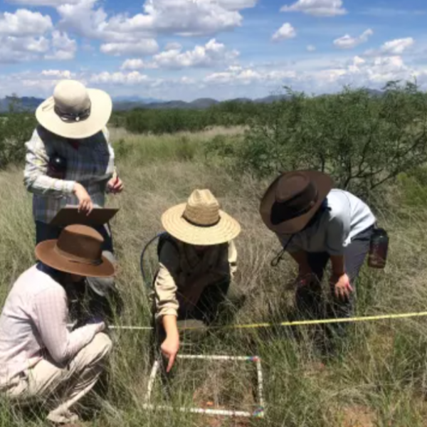 scientists collecting vegetation data