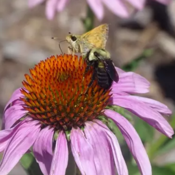bumblebee and skipper nectar on a purple flower