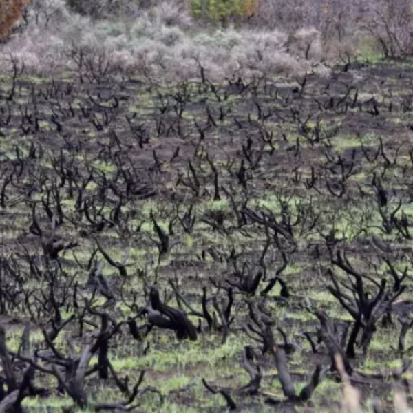 landscape of burnt sage