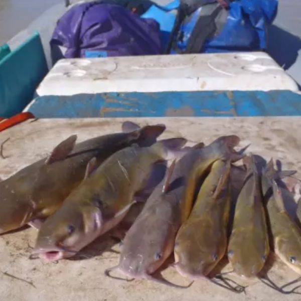 catfish lined up on a boat