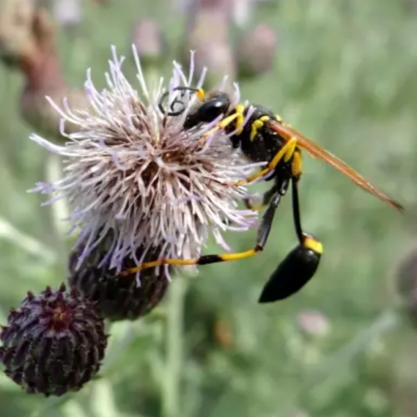 wasp on a Canada thistle