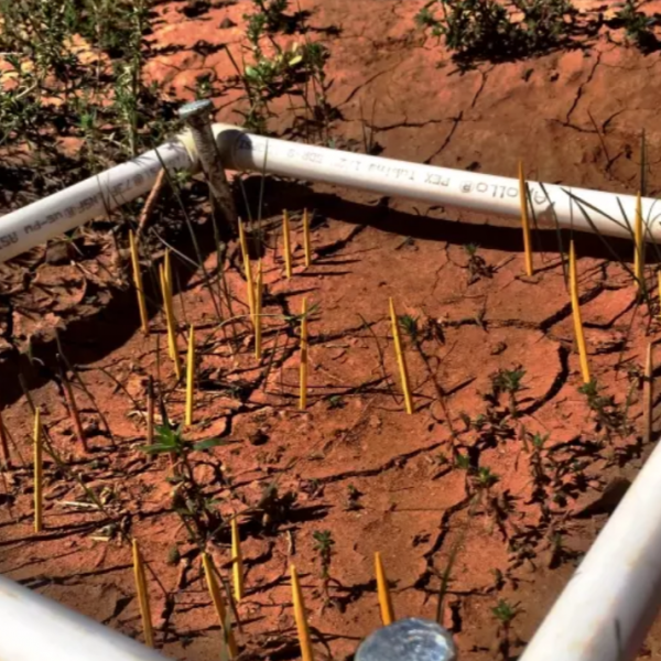 toothpicks in the ground used to count plants