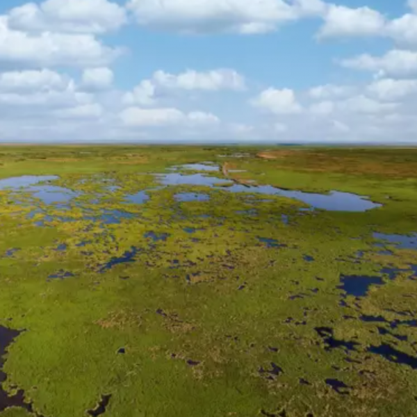 aerial image of a marsh