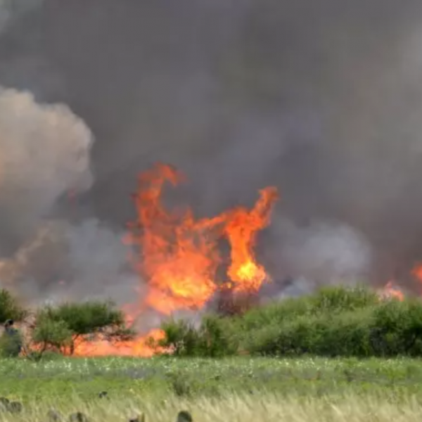 shrubs burning
