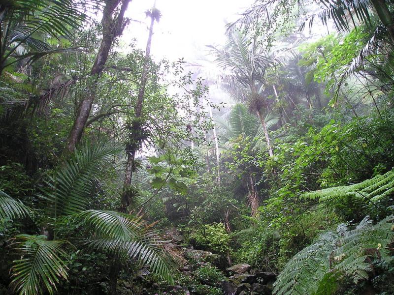 Rain_Forest_of_El_Yunque-Puerto_Rico
