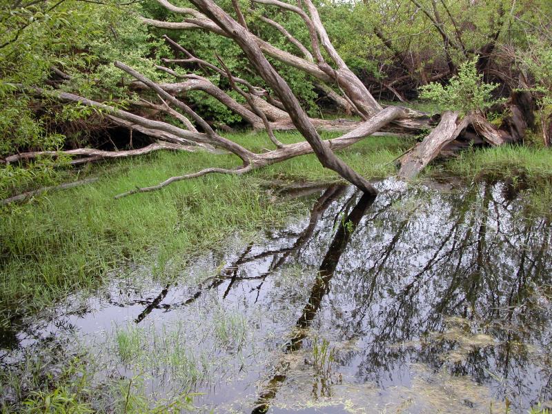 trees over a salt marsh