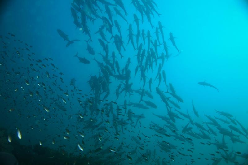 school of fish