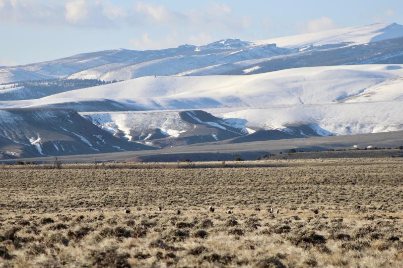 grassland with snowy mountains