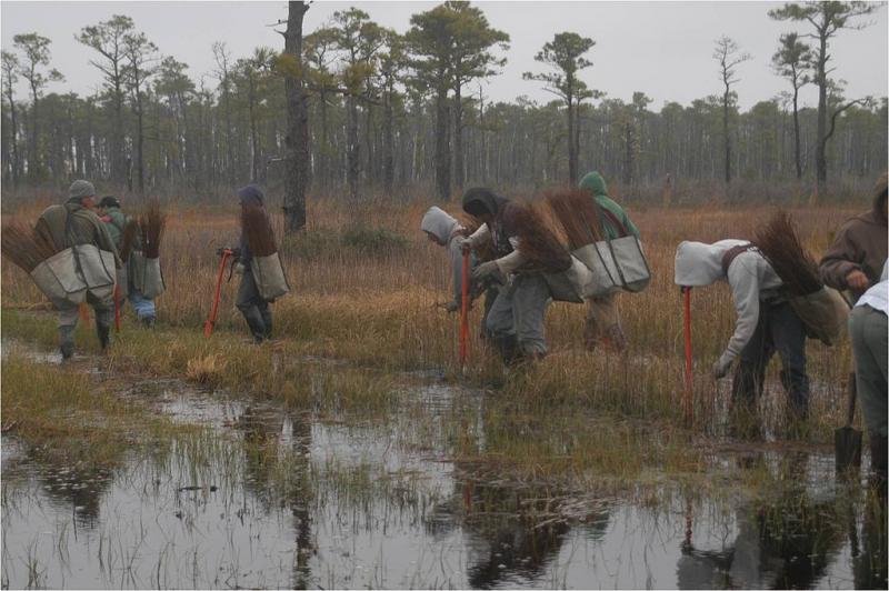 a group of tree planters hiking