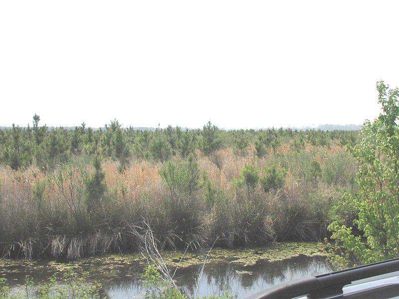 estuary