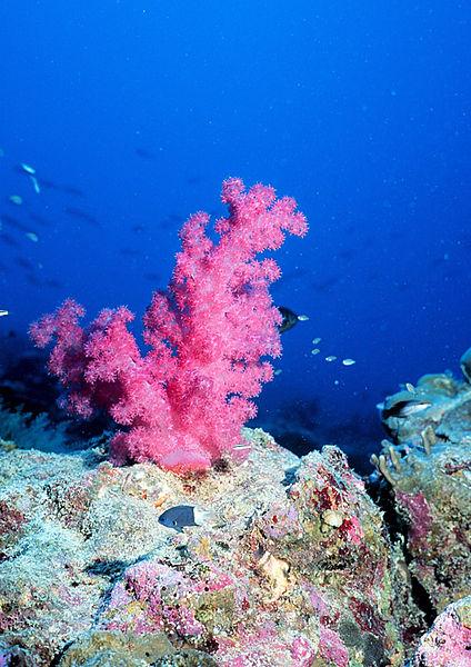 coral reef