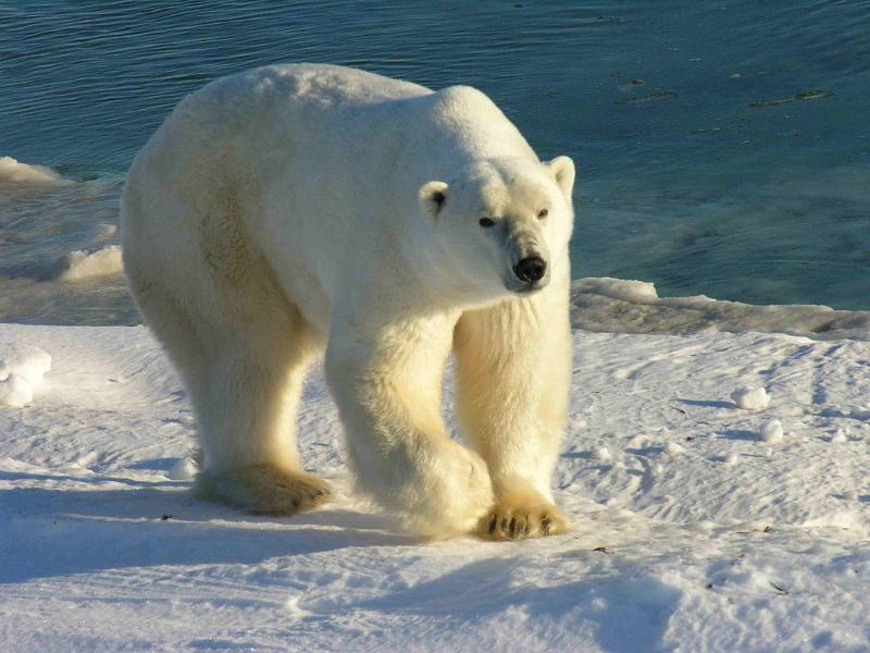 polar bear walking