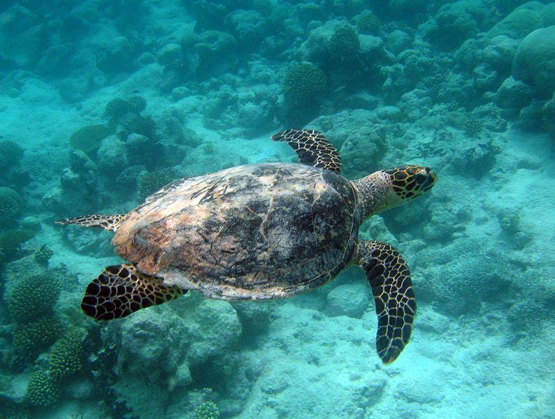 sea turtle