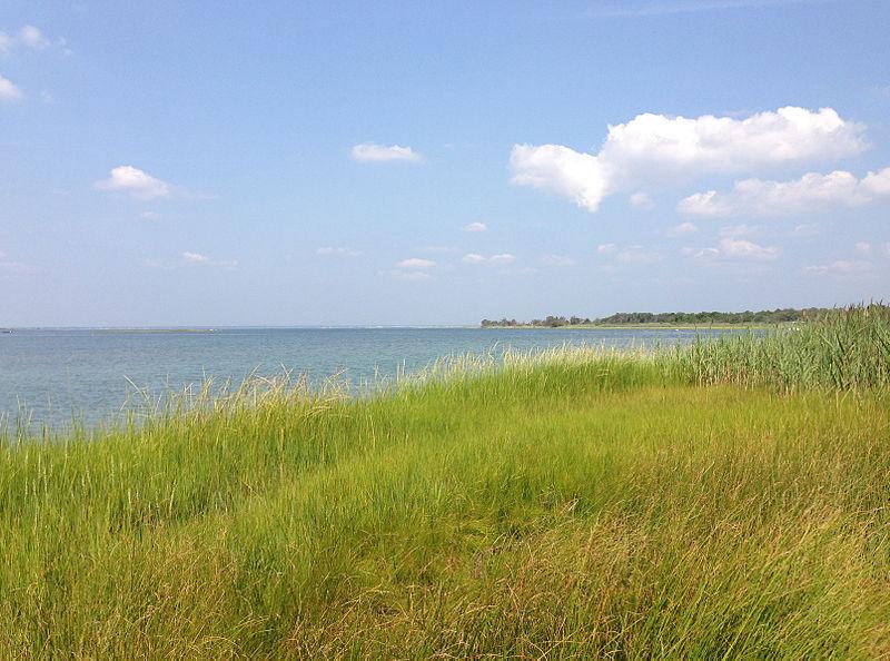 seashore with beach grass