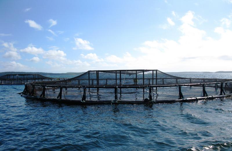 Coastal net pens off the coast of Maine.
