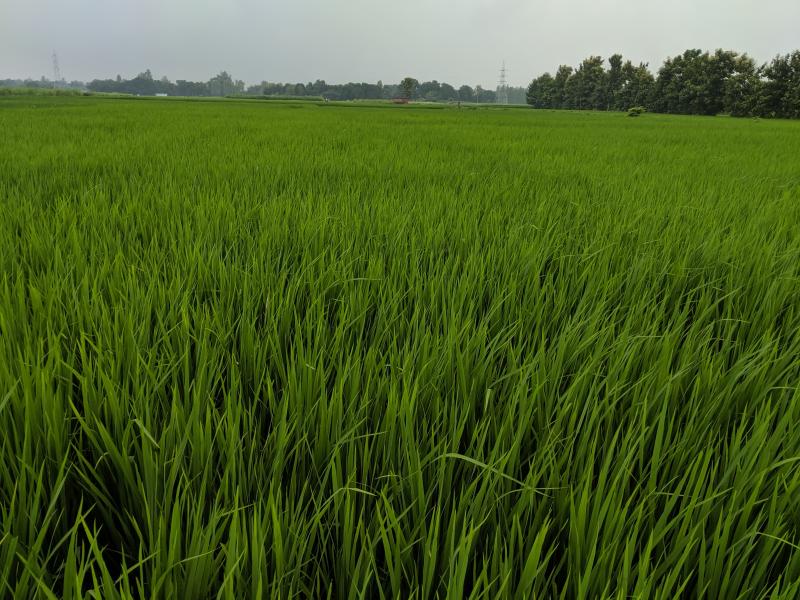 field of rice crops