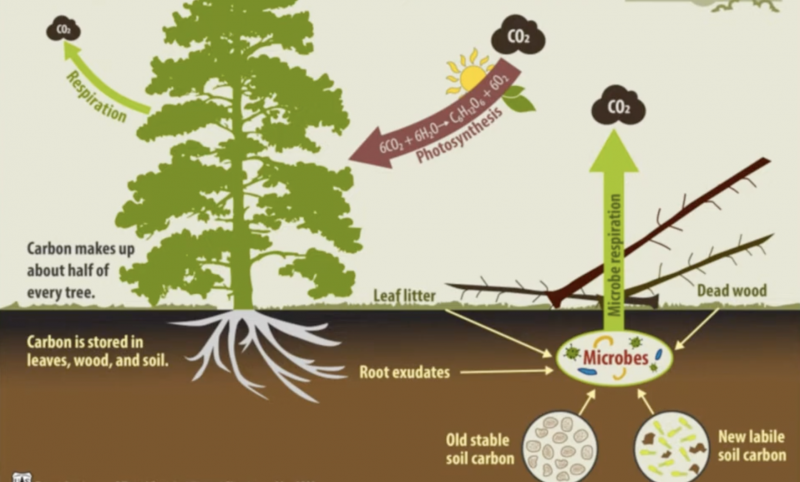 diagram of the carbon cycle in forests