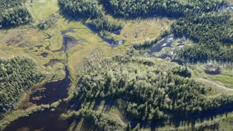 aerial image of forest