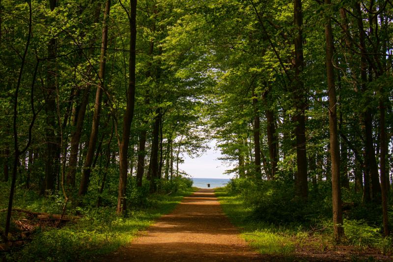 pathway through forest to lake erie
