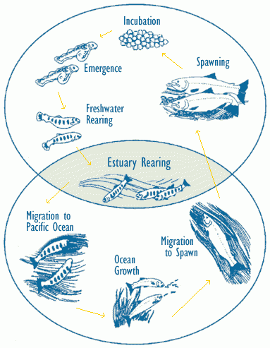 Diagram depicting the life cycle of salmon
