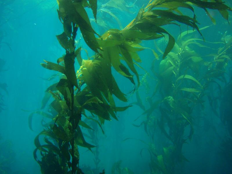 Underwater view of giant kelp