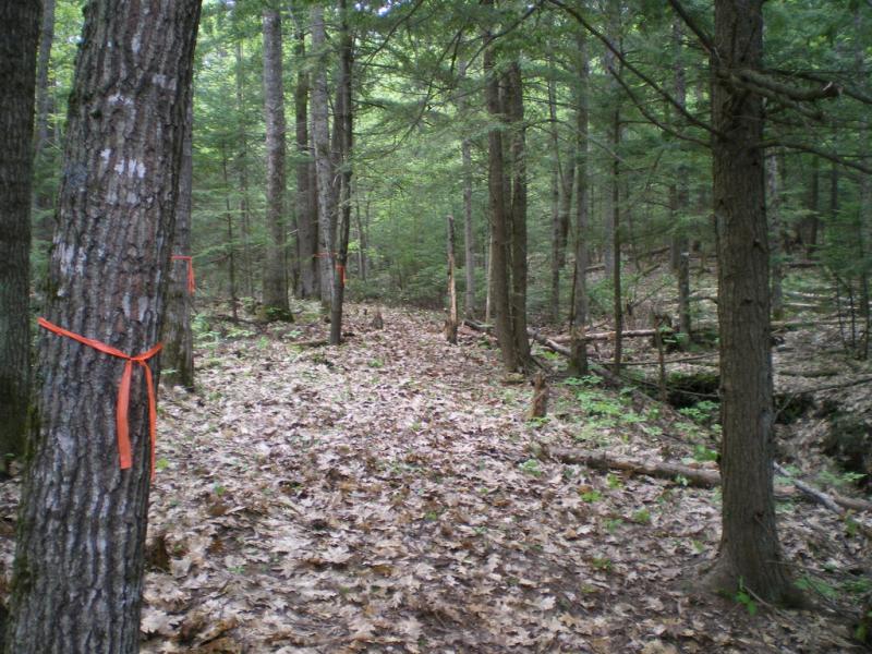 Trees marked for clearing