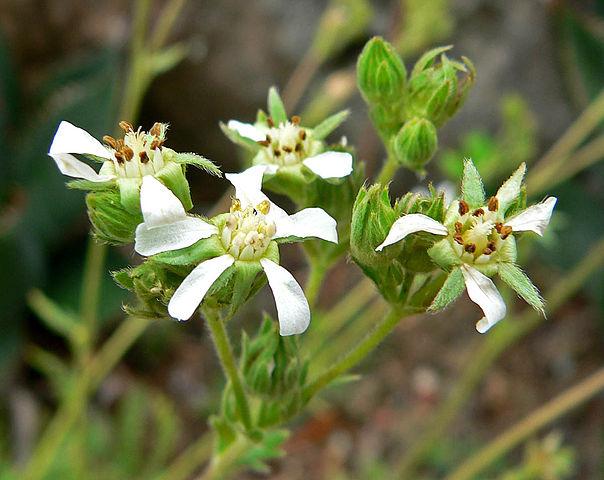 Photo of Horkelia clevelandii