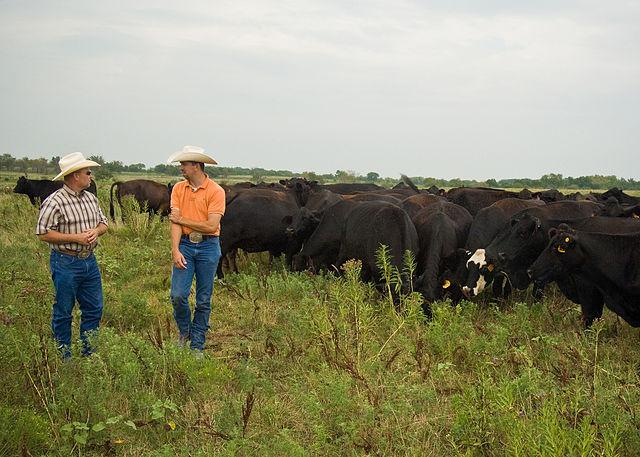 Two men in a field of cattle