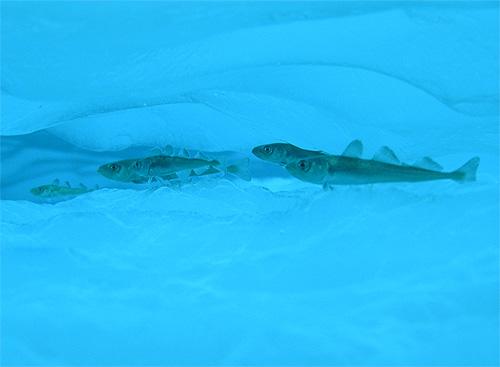 Fish swimming in icy water