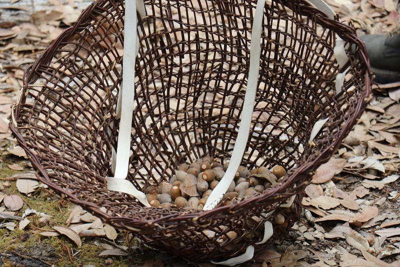 Woven basket holding acorns