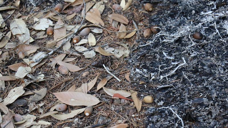 Results from a low-intensity prescribed burn, showing acorns among the ash