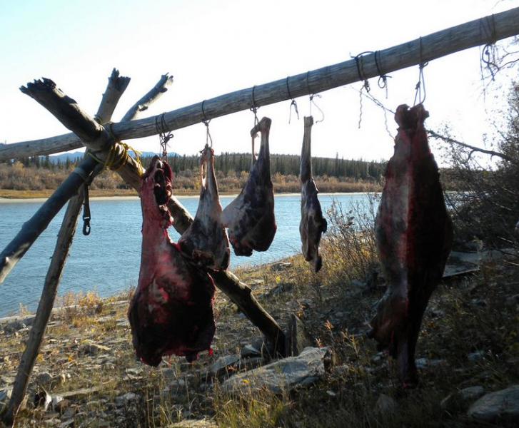 Hanging Caribou Meat Along the Kobuk River