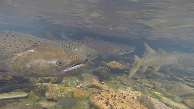 Chinook salmon