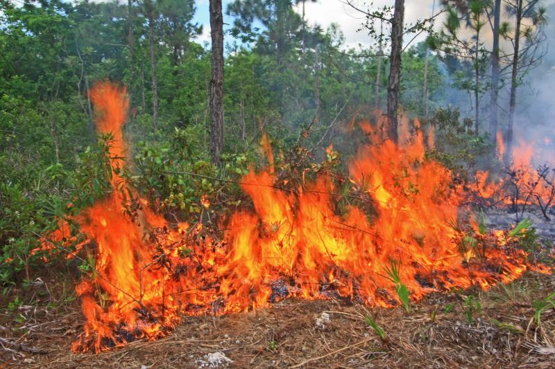 Flames at base of pine trees