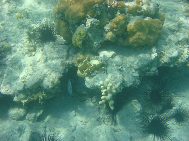 Hardbottom coral community 