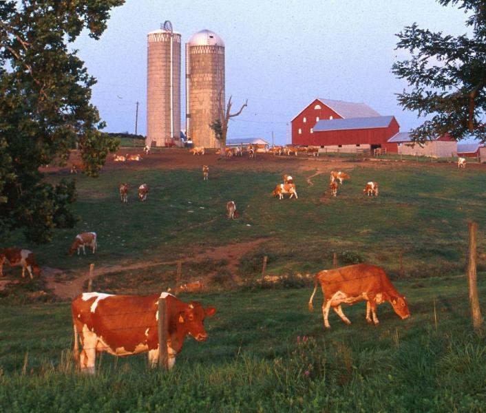 Cows on a dairy farm