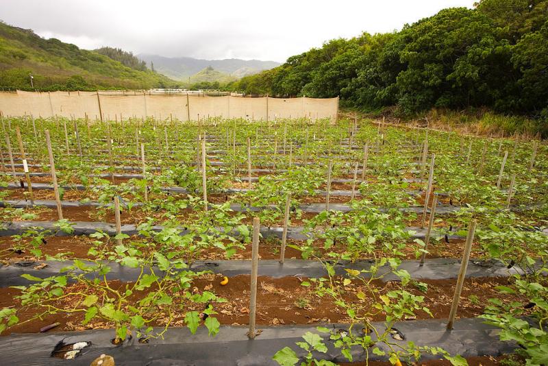 Rows of eggplant plants