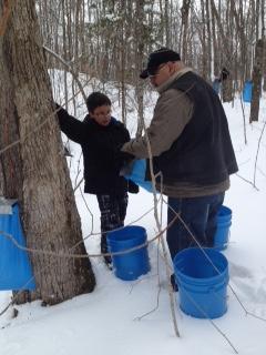 Maple Syrup Harvesting