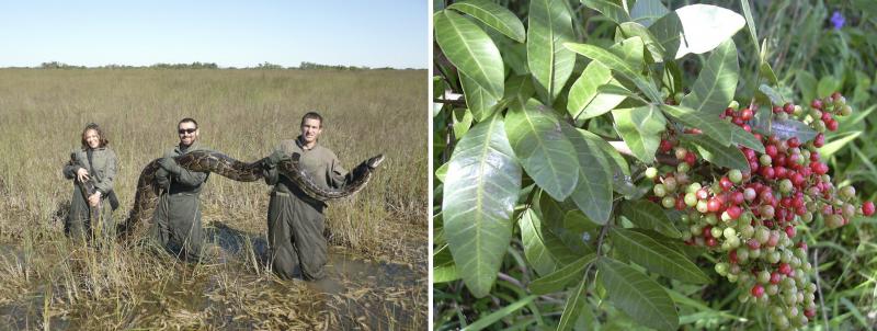 Three field scientists holding a large snake; cluster of red berries and green leaves