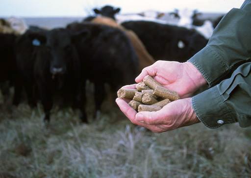 Photo of hands holding supplemental pellets for cattle