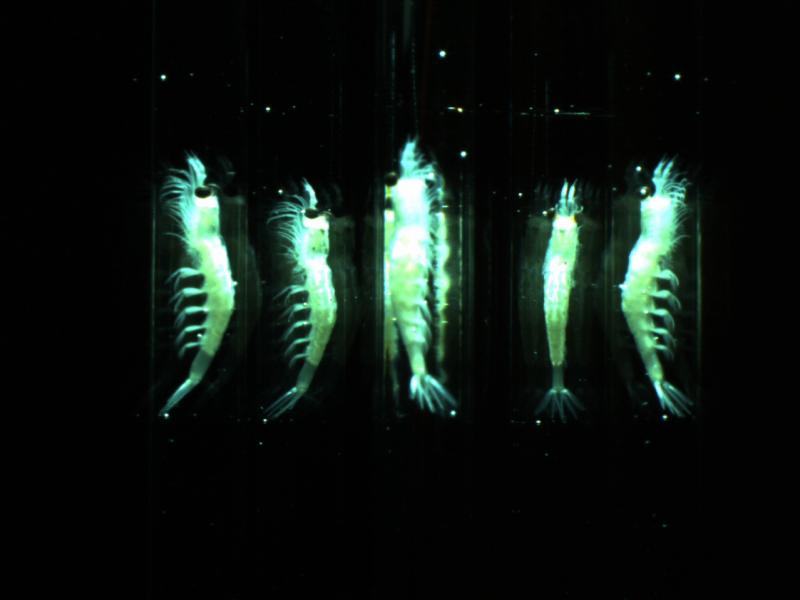 Slide showing reflections of a krill from five sides taken by the zooplankton imager